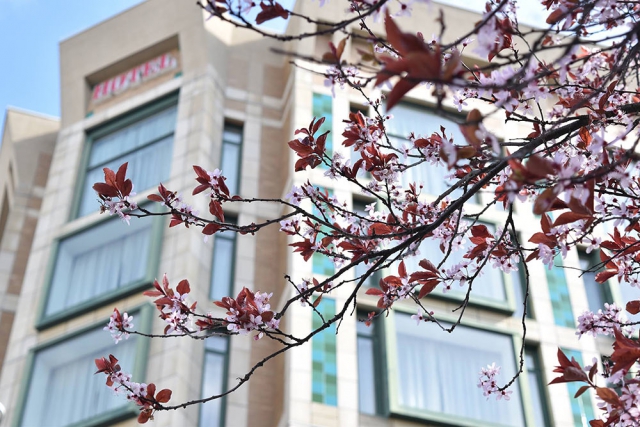 Scenic Bay Hotel obscured by cherry blossoms branch.